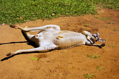 Avustralya kanguru rahatlatıcı