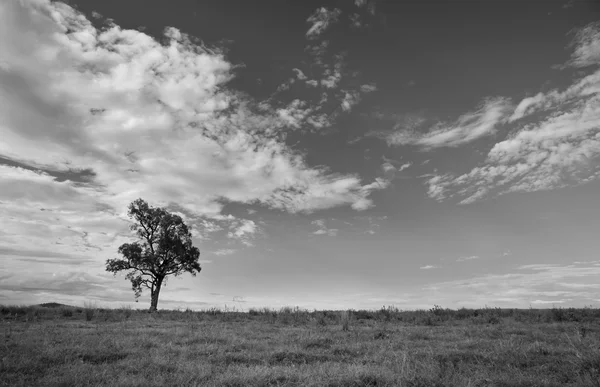 Árvores e nuvens — Fotografia de Stock
