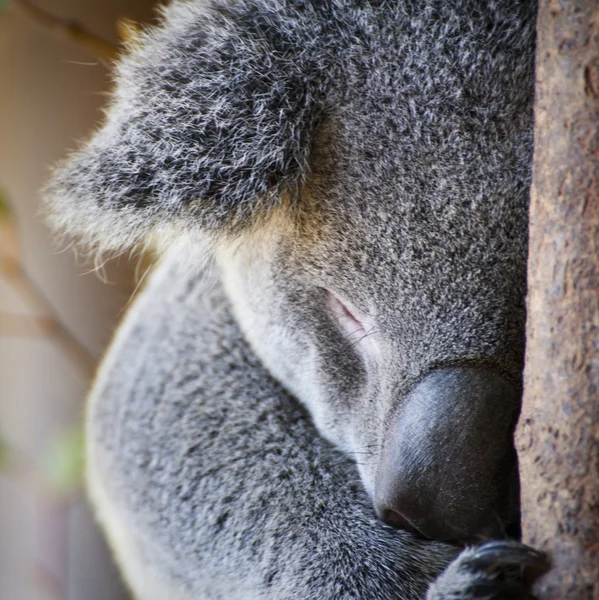 Süßer australischer Koala — Stockfoto