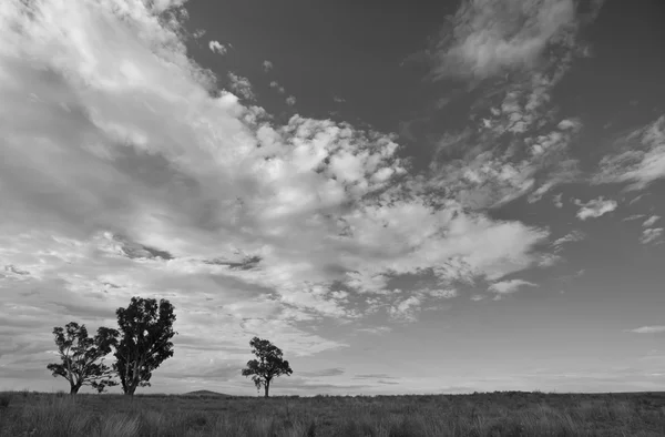 ağaçlar ve bulutlar