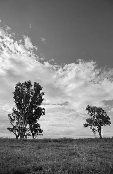 ağaçlar ve bulutlar