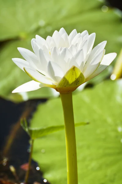 Grande Waterlily Branco Fotografias De Stock Royalty-Free