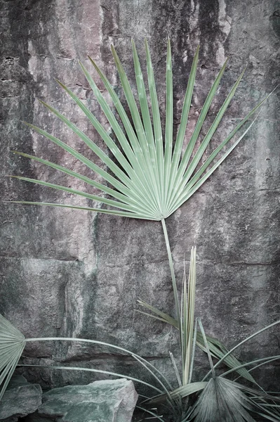 Palmiye yaprak karşı Rock