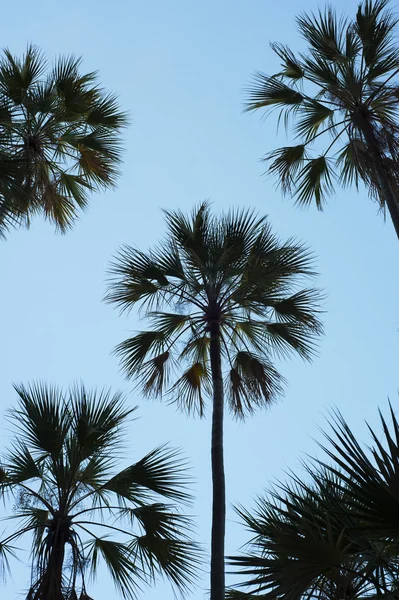 Palmiye ağacı siluetleri