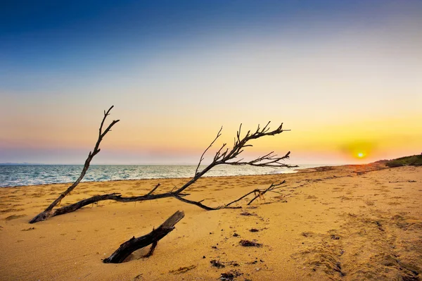 Madera a la deriva en la playa — Foto de Stock