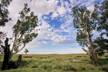 Çiftlik otlatma sığır