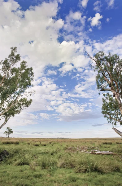 Büyük otlatma çiftlik