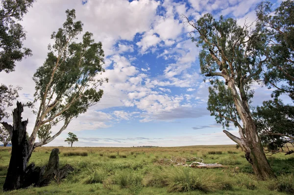 Çiftlik otlatma sığır