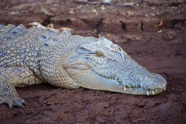 büyük tuzlu su timsahı