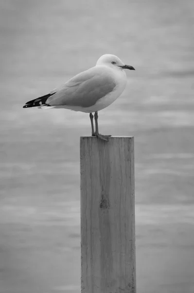 Seagull rustend op een houten paal — Stockfoto