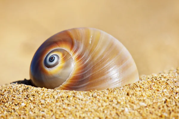 Spiral Seashell On The Sand — Stock Photo, Image