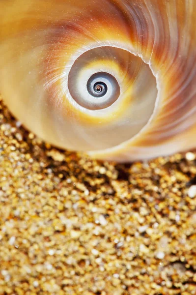 Spiral Seashell On The Sand — Stock Photo, Image