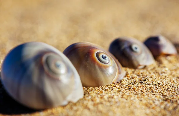 Spiral Sea Shells — Stock Photo, Image