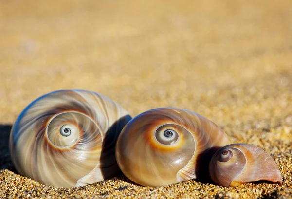 Spiral Sea Shells — Stock Photo, Image