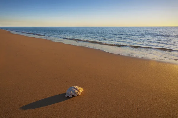 Una concha de mar en la playa — Foto de Stock
