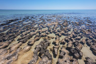 Stromatolites in Western Australia clipart