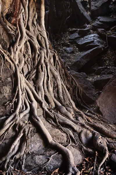 Noční můra kořeny stromů — Stock fotografie