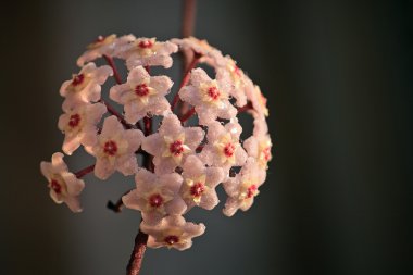 Hoya carnosa flower clipart