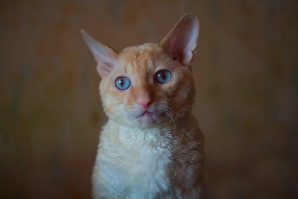 Durağındayım, kıvırcık saçlı küçük kedi — Stok fotoğraf