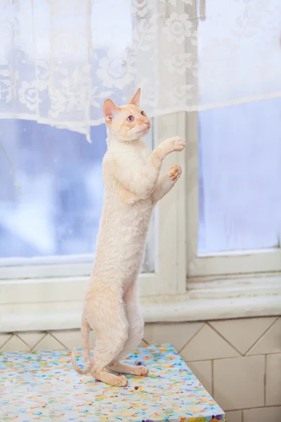Katt stående på bakbenen — Stockfoto
