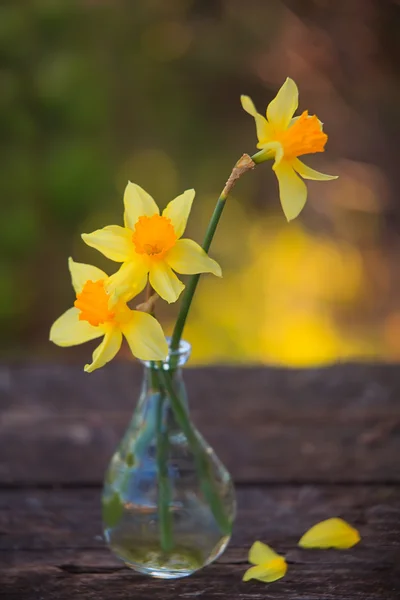 Hermoso ramo de narcisos — Foto de Stock