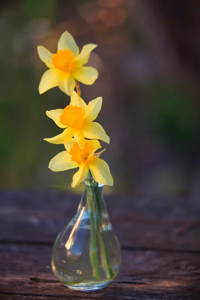 Hermoso ramo de narcisos — Foto de Stock