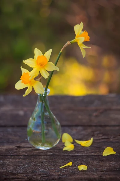 Hermoso ramo de narcisos — Foto de Stock