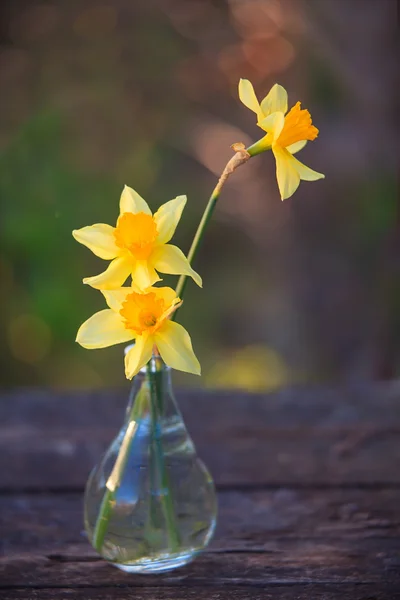 Hermoso ramo de narcisos — Foto de Stock