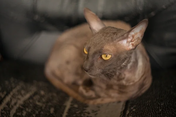 Gyönyörű göndör hajú macska mérges és néz a kamerába — Stock Fotó
