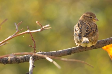 güzel kuş dalda oturan