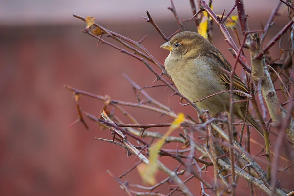 Bel oiseau assis sur la branche — Photo