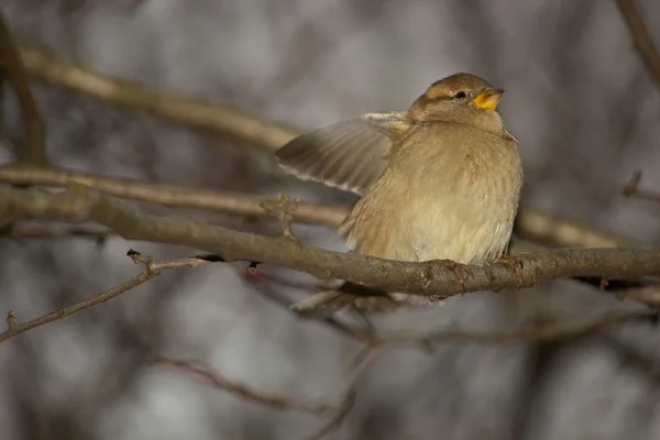 Beautiful bird  sitting on branch — Stock Photo, Image