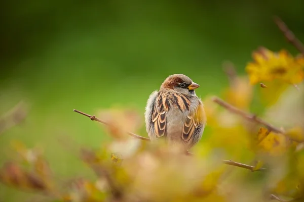 Schöner Vogel sitzt auf Ast — Stockfoto