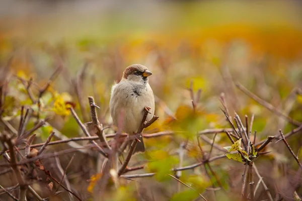 Hermoso pájaro sentado en rama — Foto de Stock