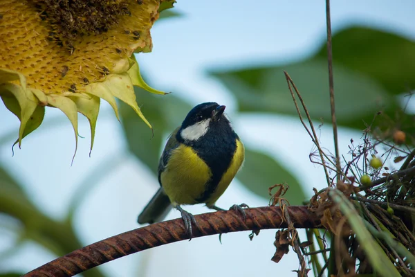 Beautiful bird  sitting on branch — Stock Photo, Image