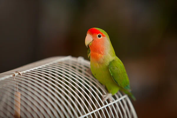 Lindo papagaio lovebird sentado — Fotografia de Stock