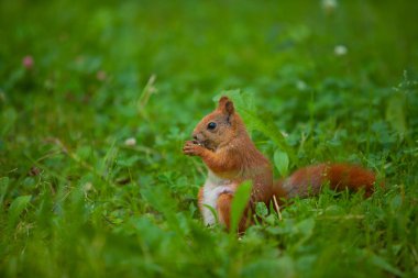 vahşi Kızıl sincap