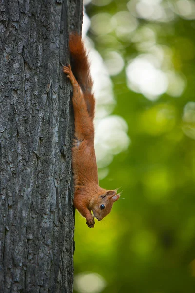 Red squirrel in wild — Stock Photo, Image