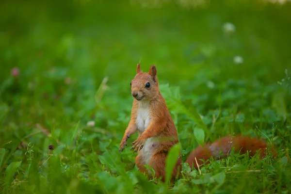 Wiewiórka w dziki — Zdjęcie stockowe