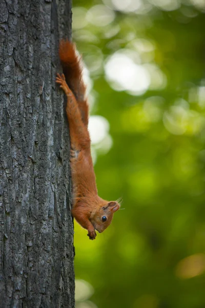 Red squirrel in wild — Stock Photo, Image