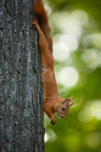 Κόκκινο σκίουρο σε άγρια — Φωτογραφία Αρχείου