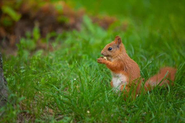 Eichhörnchen in freier Wildbahn — Stockfoto