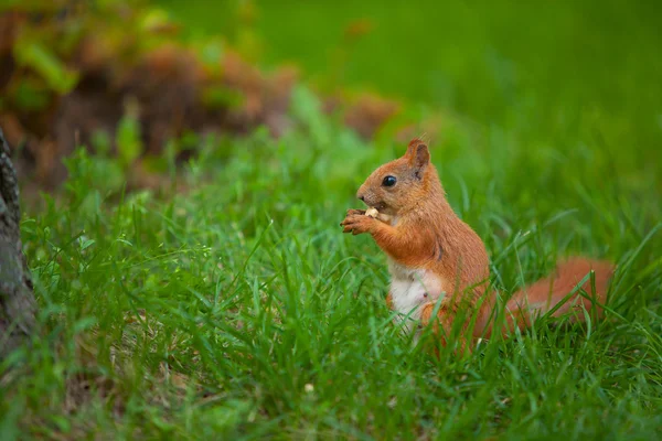 Écureuil roux dans la nature — Photo