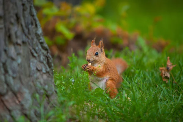 Eichhörnchen in freier Wildbahn — Stockfoto