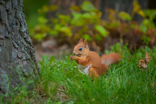 Eichhörnchen in freier Wildbahn — Stockfoto