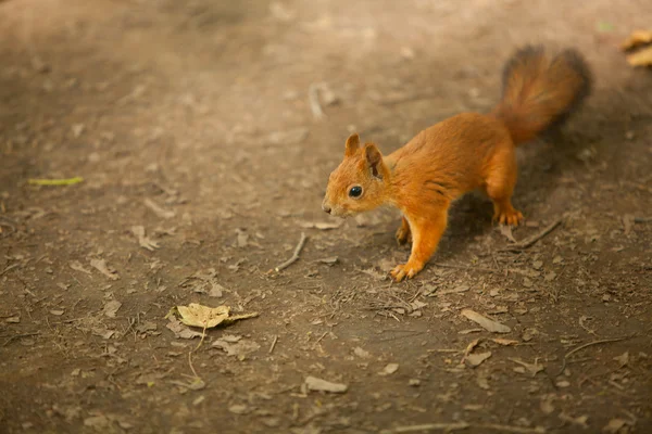 Eichhörnchen in freier Wildbahn — Stockfoto