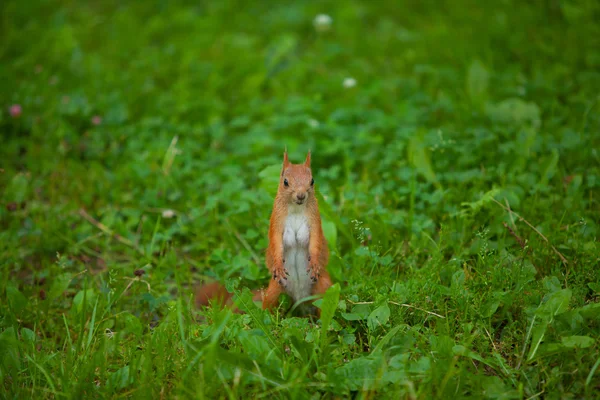 Κόκκινο σκίουρο σε άγρια — Φωτογραφία Αρχείου