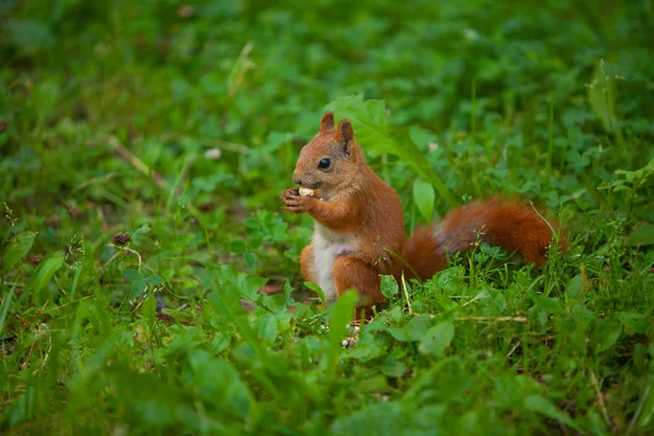 Eichhörnchen in freier Wildbahn — Stockfoto