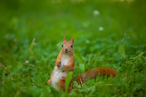 Scoiattolo rosso in natura — Foto Stock