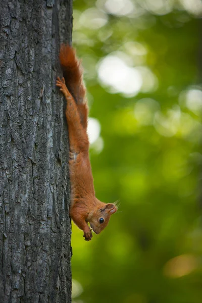 Eichhörnchen in freier Wildbahn — Stockfoto